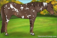 Horse Color:White Spotted Liver Chestnut 
