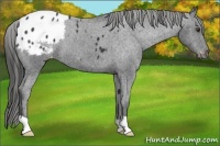 Horse Color:Liver Chestnut Appaloosa 