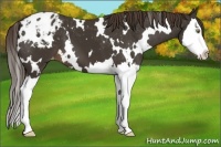 Horse Color:White Spotted Liver Chestnut Splash Varnish