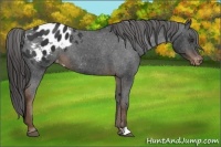 Horse Color:Liver Chestnut Appaloosa