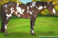 Horse Color:White Spotted Liver Chestnut