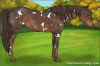 Horse Color:White Spotted Liver Chestnut 
