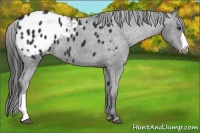 Horse Color:Liver Chestnut Appaloosa 