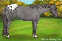 Horse Color:Liver Chestnut Appaloosa