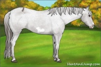 Horse Color:Liver Chestnut Frame Appaloosa 
