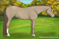 Horse Color:Classic Cream Champagne Sabino