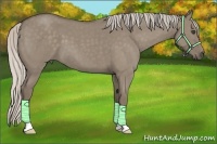 Horse Color:Silver Grullo Roan 