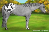 Horse Color:Liver Chestnut Appaloosa 