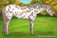 Horse Color:White Spotted Liver Chestnut Pearl Appaloosa 