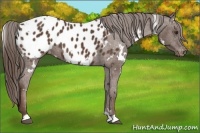Horse Color:White Spotted Liver Chestnut Blanket 