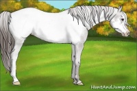 Horse Color:Liver Chestnut Frame Appaloosa