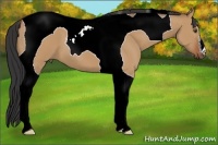 Horse Color:Bay Dun Tobiano 
