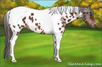Horse Color:Bay Tobiano Near Leopard 