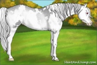 Horse Color:White Spotted Silver Classic Champagne Chinchilla Onyx Splash 