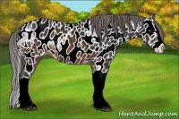 Horse Color:Brown Ice Splash Appaloosa 