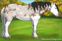 Horse Color:Bay Ice Dun Splash