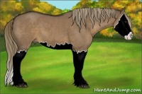 Horse Color:Liver Red Dun Splash