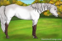 Horse Color:White Spotted Chocolate Silver Brown Chinchilla Sabino 