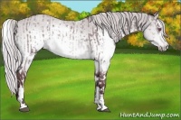Horse Color:Chocolate Silver Brown Chinchilla Dun Sabino  and White Spotted Chocolate Silver Brown Chinchilla Sabino 