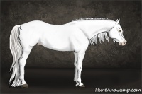 Horse Color:Silver Buckskin Dun Appaloosa 