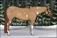 Horse Color:White Spotted Red Dun Tobiano Rabicano