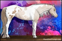 Horse Color:Liver Chestnut Pearl Tobiano Appaloosa