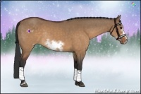 Horse Color:Brown Dun Sabino Frame Rabicano
