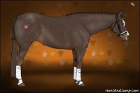 Horse Color:Liver Chestnut Sabino