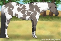 Horse Color:White Spotted Grullo 