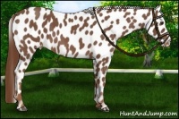 Horse Color:Red Roan Leopard 