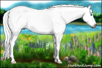 Horse Color:Gray Bay Sabino Splash Appaloosa Rabicano 