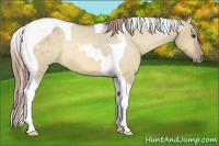 Horse Color:Buckskin Dun Tobiano Appaloosa