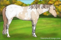 Horse Color:White Spotted Buckskin Dun Snowcap 