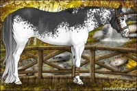 Horse Color:White Spotted Black Rabicano 