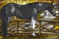 Horse Color:White Spotted Black Rabicano 