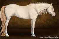 Horse Color:Gold Champagne Roan Dun 