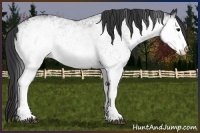Horse Color:White Spotted Black