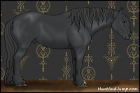 Horse Color:Black 