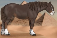 Horse Color:Liver Chestnut Sabino Splash