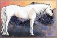 Horse Color:Perlino Sabino Tobiano  and Perlino Sabino 