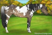 Horse Color:White Spotted Buckskin 