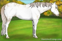Horse Color:Palomino Roan Dun Splash Frame Appaloosa 
