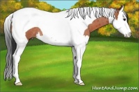 Horse Color:Bay Roan Splash Tobiano 