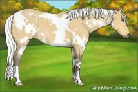 Horse Color:White Spotted Silver Buckskin 