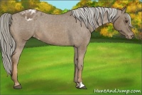 Horse Color:Chocolate Palomino Appaloosa 