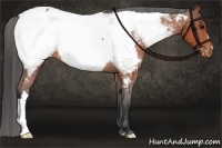 Horse Color:Bay Appaloosa Rabicano