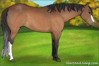 Horse Color:Brown 