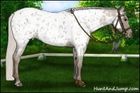 Horse Color:Silver Grullo Roan Near Leopard 