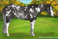 Horse Color:White Spotted Liver Chestnut Sabino Splash 