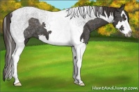 Horse Color:Liver Chestnut Splash Tobiano 